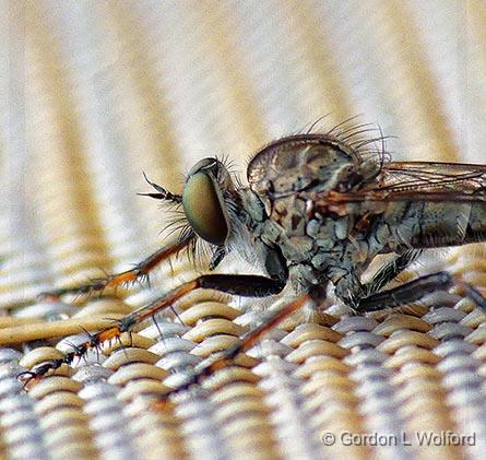 Bug Macro_DSCF06811-5.jpg - Photographed at Smiths Falls, Ontario, Canada.